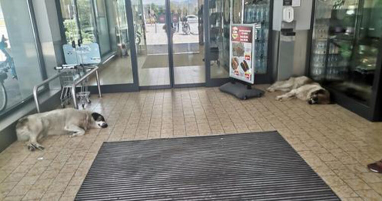 Βόλος: Γνωστό σουπερμάρκετ αφήνει τα αδεσποτάκια να δροσίζονται μέσα στον προθάλαμο