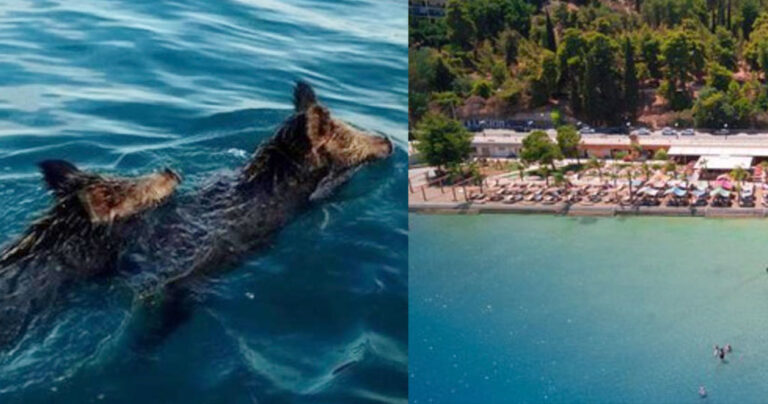 Χαλκίδα: Aγριογούρουνα κολυμπούσαν δίπλα σε κολυμβητές – Πανικός στην παραλία