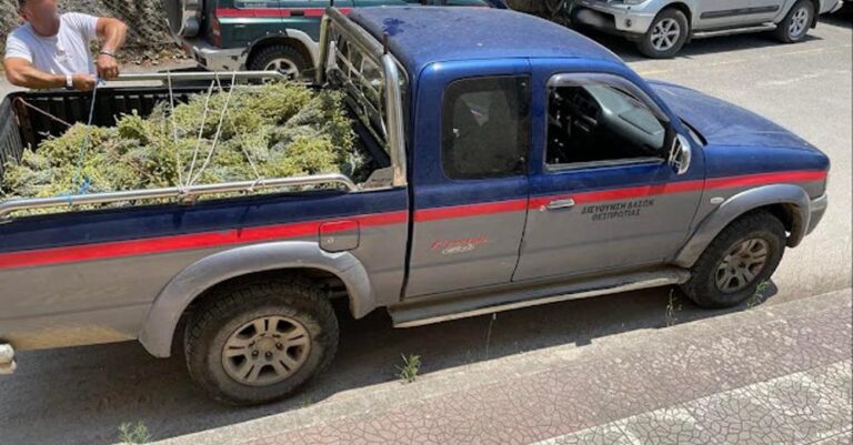 Θεσπρωτία: Κατασχέθηκαν 200 ματσάκια τσάι του βουνού