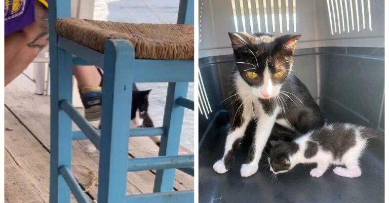 Αιδηψός: Βρήκε υιοθεσία η γάτα που κλότσησε ο 30χρονος στη θάλασσα- Σε ασφαλές μέρος και τα μωρά της μέχρι να υιοθετηθούν και αυτά