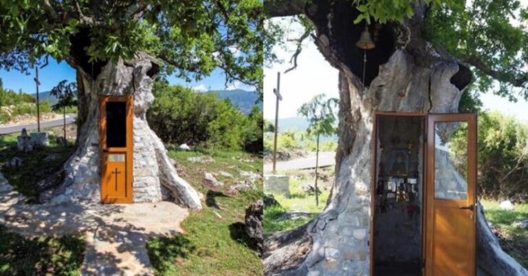 Κόνιτσα: Έφτıαξαν εκκλnσάκι του Αγίου Παϊσίου μέσα σε υπεραιωνόβιο δέντρο