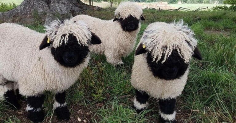 Τα πρόβατο Valais Blacknose, ίσως τα πιο χαριτωμένα πρόβατα του κόσμου μοιάζουν με λούτρινα ζωάκια