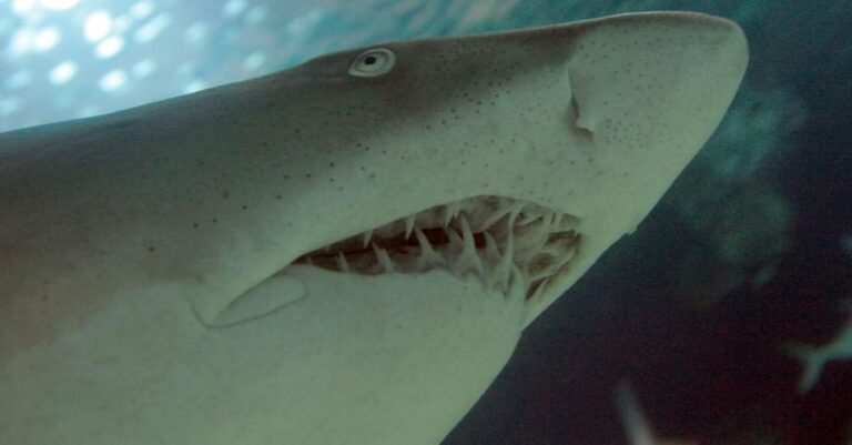 Αίγυπτος: Δεύτερη φονική επίθεση καρχαρία – Νεκρή τουρίστρια από τη Ρουμανία