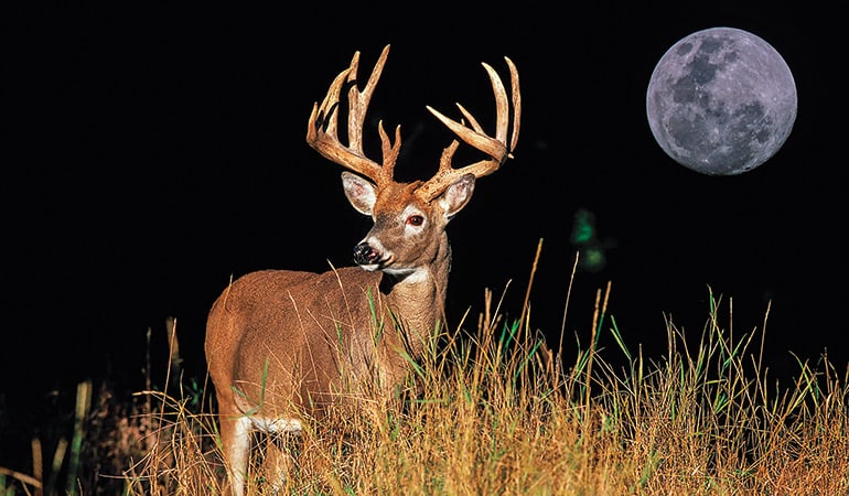 whitetail buck full moon