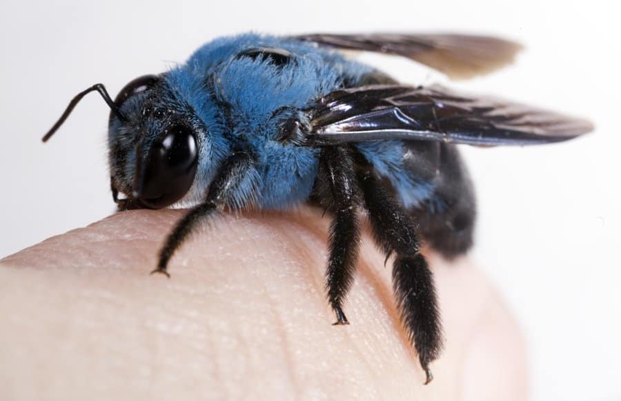 blue bee