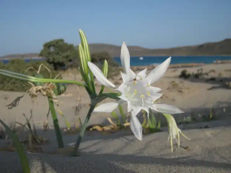 o krinos tis thalassas pancratium maritimum