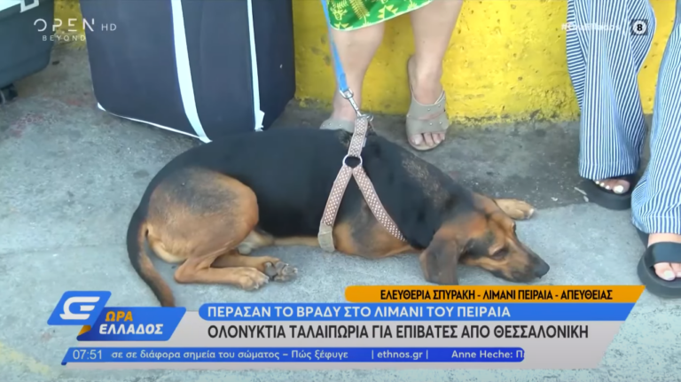 Πειραιάς: Ζευγάρι έφαγε «μπλόκο» από ξενοδοχεία λόγω σκύλου – Αναγκάστηκε να διανυκτερεύσει στο λιμάνι