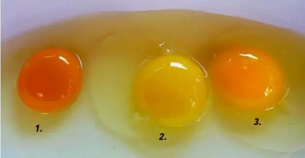 ti simainei an o krokos enos aygoy einai kitrinos i portokali poios einai o pio ygieinos
