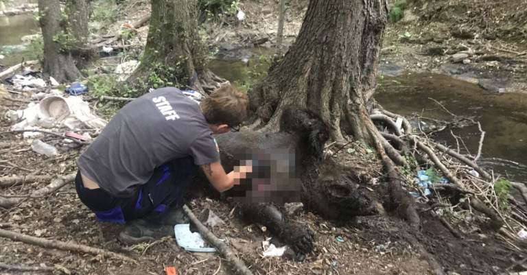 Οργή στη Φλώρινα – Πυροβόλησαν και σκότωσαν τρεις αρκούδες. Η μία θήλαζε τα μωρά της