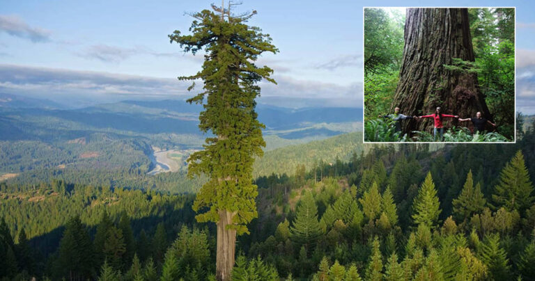 Απαγορεύτηκε η πρόσβαση στο ψηλότερο δέντρο στον κόσμο – Αγγίζει τα 116 μέτρα