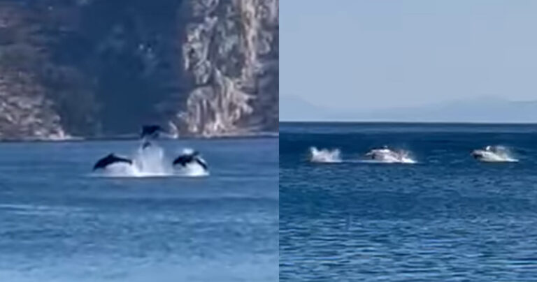 Δελφίνια έδωσαν απίστευτη παράσταση μπροστά σε λουόμενους σε παράλια του Διστόμου