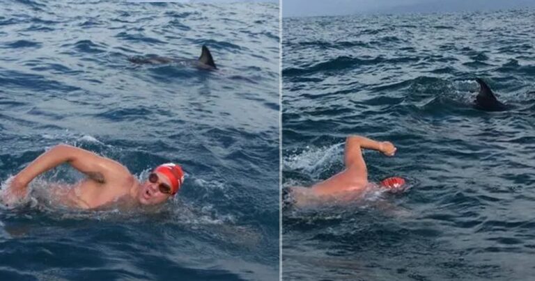 Δελφίνια σχημάτισαν προστατευτικό δακτύλιο γύρω από κολυμβητή όταν εμφανίστηκε καρχαρίας