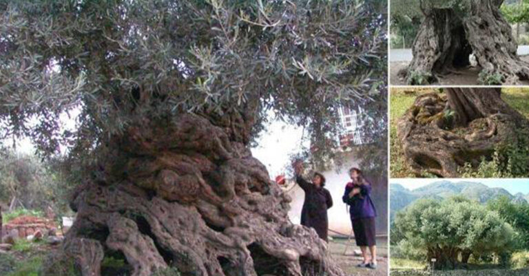Στην Κρήτη από τα αρχαιότερα δένδρα στον κόσμο. Ελιές ηλικίας 9.000 ετών που βγάζουν ακόμα καρπούς