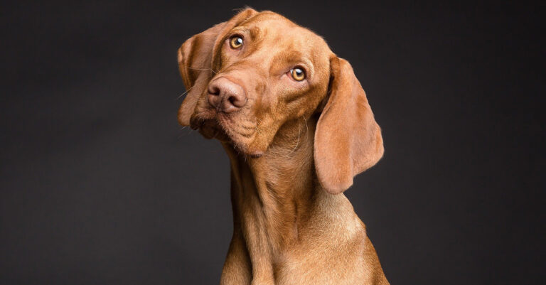 Γαλλία: Ευλογιά των πιθήκων κόλλησε σκύλος από τους ιδιοκτήτες του – Κοιμόταν μαζί τους στο κρεβάτι