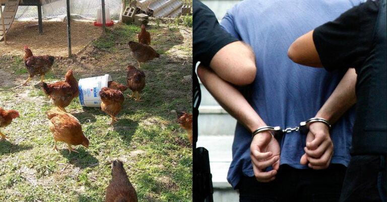 Θεσσαλονίκη: Σκότωσε σκύλο επειδή του έφαγε μια κότα και τώρα καλείται να πληρώσει 30.000 ευρώ
