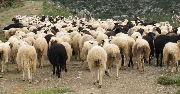 Κεραυνός σκότωσε κοπάδι με 50 πρόβατα στο Μέτσοβο