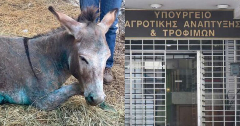 Ταυτότητα για όλα τα ιπποειδή μετά το απάνθρωπο περιστατικό με το γαϊδουράκι