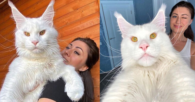 Γνωρίστε τον Κεφίρ: H μεγαλύτερη γάτα του κόσμου που πολλοί νομίζουν ότι είναι σκύλος