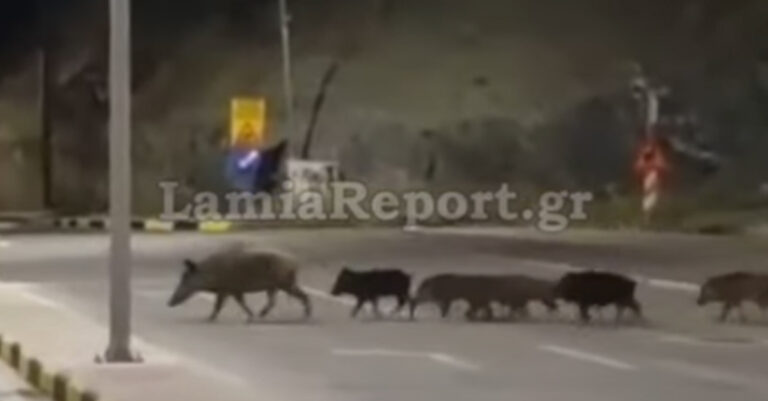Λαμία: 14μελής οικογένεια αγριογούρουνων βγήκε για χαλαρή βόλτα στην πόλη
