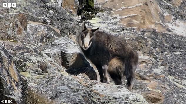 62696205 11238563 the brutal killing of the mountain goat seen before the attack a a 15 1663854999177