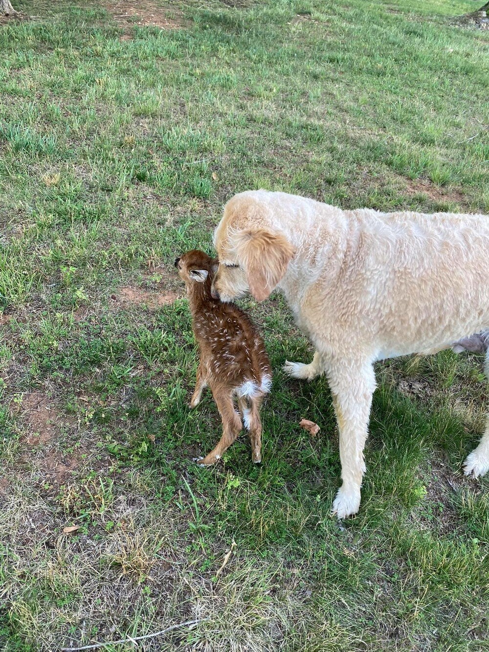 kalokardos skylos voytaei sto nero sozei elafaki poy pnigetai kai den feygei stigmi apo dipla toy 2