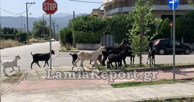 Γίδες και κατσίκια βγήκαν «βόλτα» σε ποδηλατόδρομο της Λαμίας