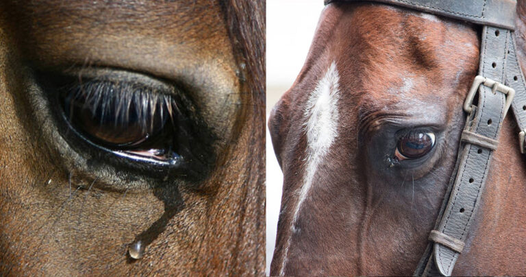Απάνθρωπη κακοποίηση ζώου ξανά στην Ελλάδα: Άφησαν άλογο δεμένο στον ήλιο και πέθανε