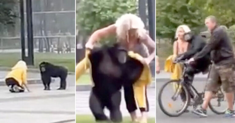 Χιμπατζής το έσκασε από ζωολογικό κήπο και επέστρεψε πάνω σε ποδήλατο