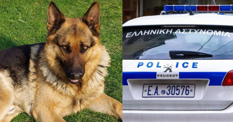 Λυκόσκυλο επιτέθηκε σε γιαγιά που κρατούσε αγκαλιά το εγγόνι και ο πατέρας του μωρού χτύπησε την ιδιοκτήτρια