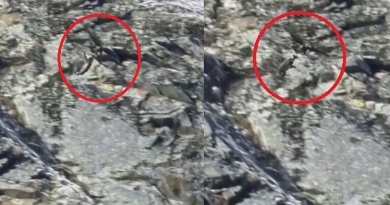 Χρυσαετός αρπάζει και θανατώνει αγριοκάτσικο: Σοκ από τη βαρβαρότητα της φύσης – Εικόνες που «κόβουν» την ανάσα