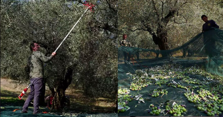 Χαλκιδική: 15.000 άνεργοι στα μητρώα του ΟΑΕΔ αλλά αναζητούν… 5.000 εργατικά χέρια για την συγκομιδή της ελιάς