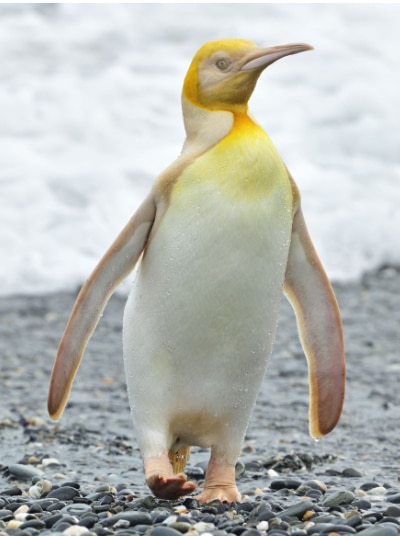 yellow penguin