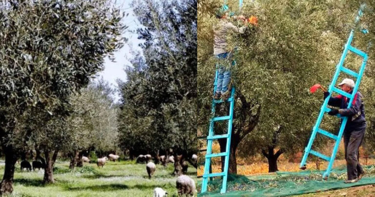 Κρίση στις ελιές: Φεύγουν οι Αλβανοί εργάτες από τη Ελλάδα ‑ Τρομοκρατημένοι οι παραγωγοί