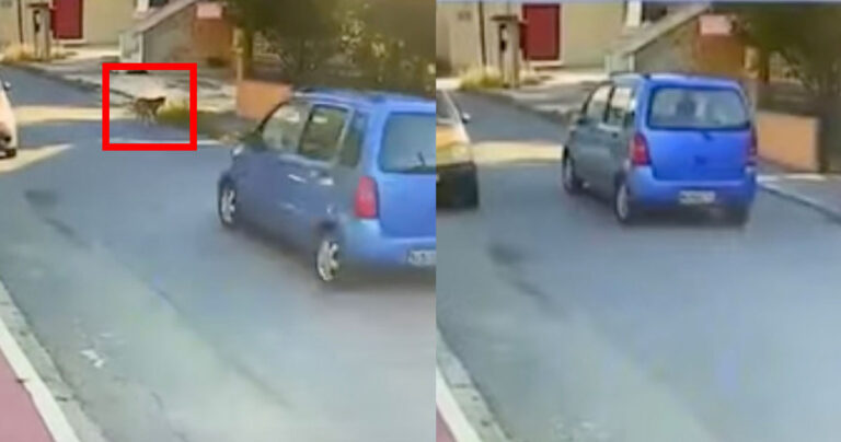 Βίντεο-σοκ: Οδηγός στη Θεσσαλονίκη παρασύρει σκύλο με το αυτοκίνητο και τον παρατάει