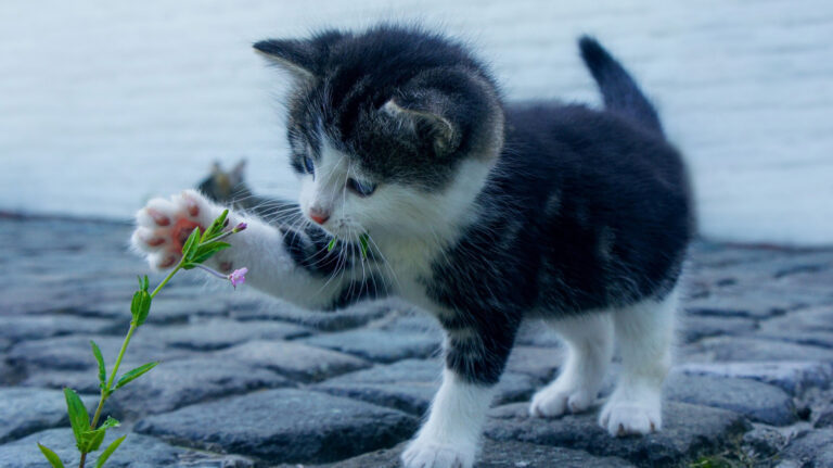 Άγιος Δημήτριος – Επικήρυξαν τον δολοφόνο του Ζαχαρία