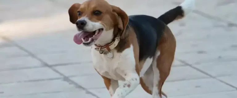 Συναγερμός στη Θεσπρωτία – Έριχνε φόλες σε αδέσποτα ζώα – Έβαζε δηλητήριο σε κομμάτια κρέας