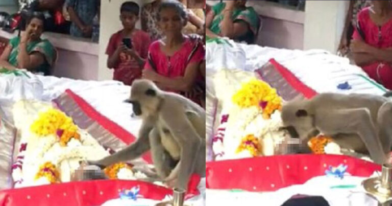 Δεν μας αξίζουν τα ζώα: Πίθηκος πήγε στην κηδεία του ανθρώπου που τον τάιζε