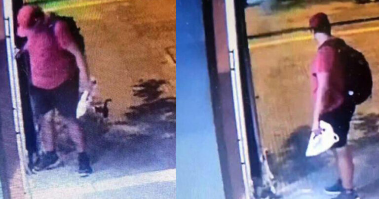 Θεσσαλονίκη: Μέχρι και 10 χρόνια φυλακή στον διδάκτορα ΑΠΘ που σκότωσε γατάκι