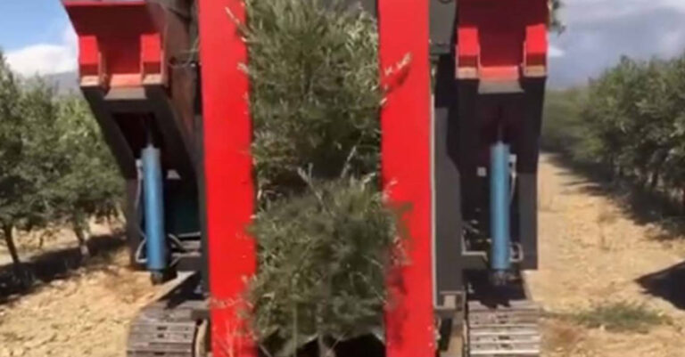 Τέρμα το ράβδισμα: Έλληνας έφτιαξε μηχάνημα που μαζεύει μόνο του τις ελιές