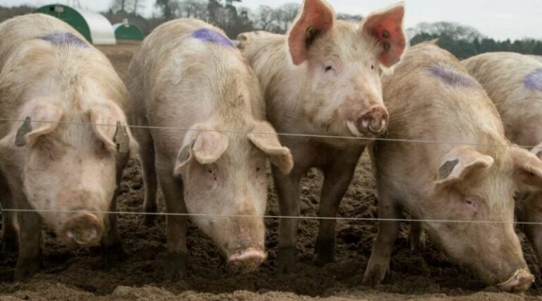 Του έκοψαν το πέ0ς και τάισαν με αυτό τα γουρούνια γιατί επιχείρησε να βιάσει την ανιψιά του