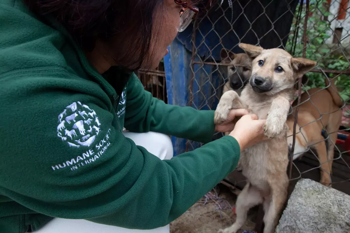 dog meat rescue 112322 4 bc4125d7caf0471d9c915ea4dfde053f 1170x780 1