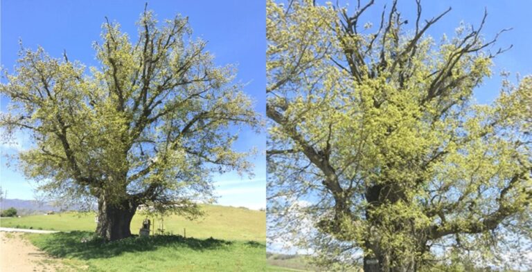 Η αρχαιότερη βελανιδιά της Ευρώπης είναι 1300 ετών και είναι στην Ελλάδα