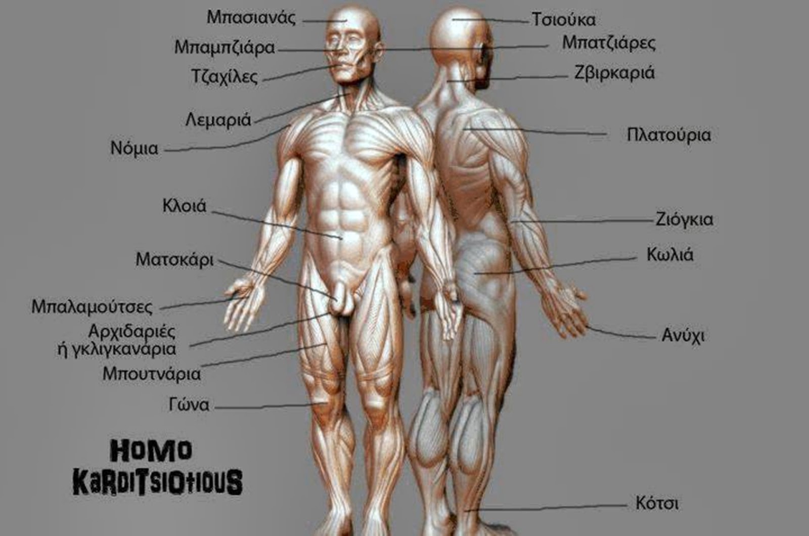 karditsiotiki anatomia