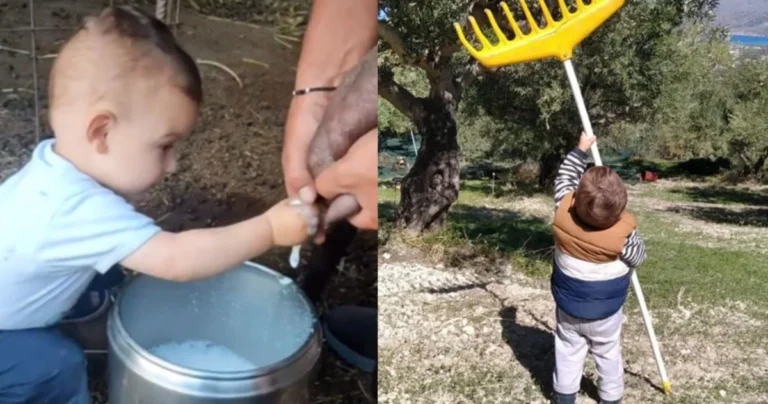 Μαζεύει ελιές & αρμέγει πρόβατα: 2χρονος πιτσιρικάς στην Κρήτη τρελαίνει το διαδίκτυο με τις δραστηριότητές του