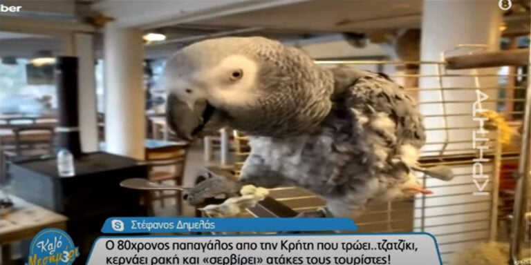 Κρητικός παπαγάλος ετών… 80 τρώει τζατζίκι, κερνάει ρακή και… ατάκες τους τουρίστες!