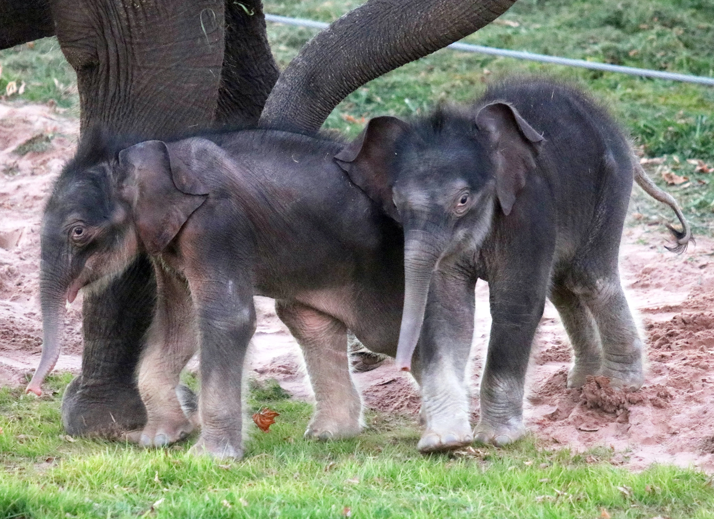 syracuse zoo rare elephant twins zz 221111 949202