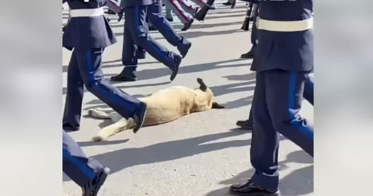 Θεσσαλονίκη – Viral ο σκύλος που κοιμόταν ανενόχλητος στην παρέλαση των φιλαρμονικών
