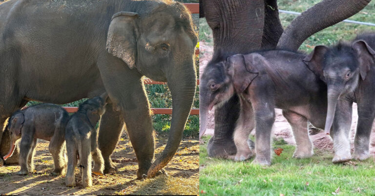 Συμβαίνει 1 φορά στις 100: Γεννήθηκαν δίδυμα ελεφαντάκια σε ζωολογικό κήπο