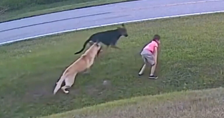 Η δραματική στιγμή που γερμανικός ποιμενικός σώζει εξάχρονο από την επίθεση σκύλου
