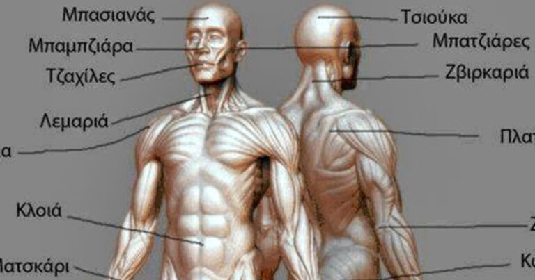 Η Καρδιτσιώτικη Ανατομία του Ανθρώπινου Σώματος που Κάνει Θραύση στο διαδίκτυο